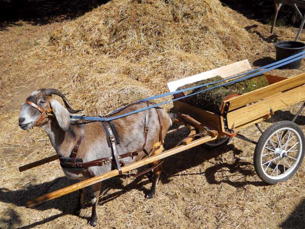 “Find a niche,” recommends Bambi Iles, who makes and sells equipment for working goats.